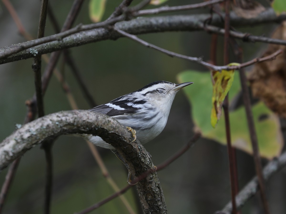 Black-and-white Warbler - ML646115259