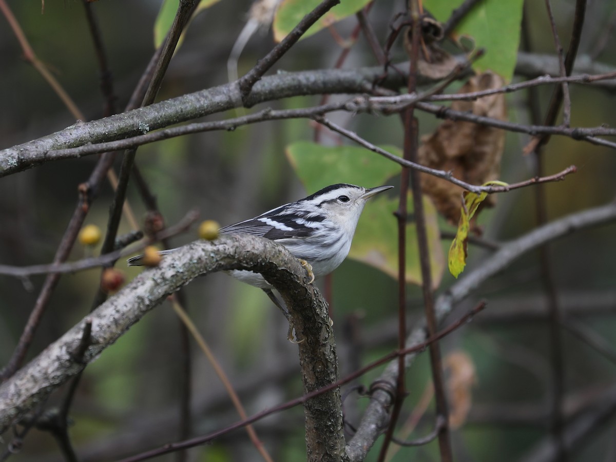 Black-and-white Warbler - ML646115260