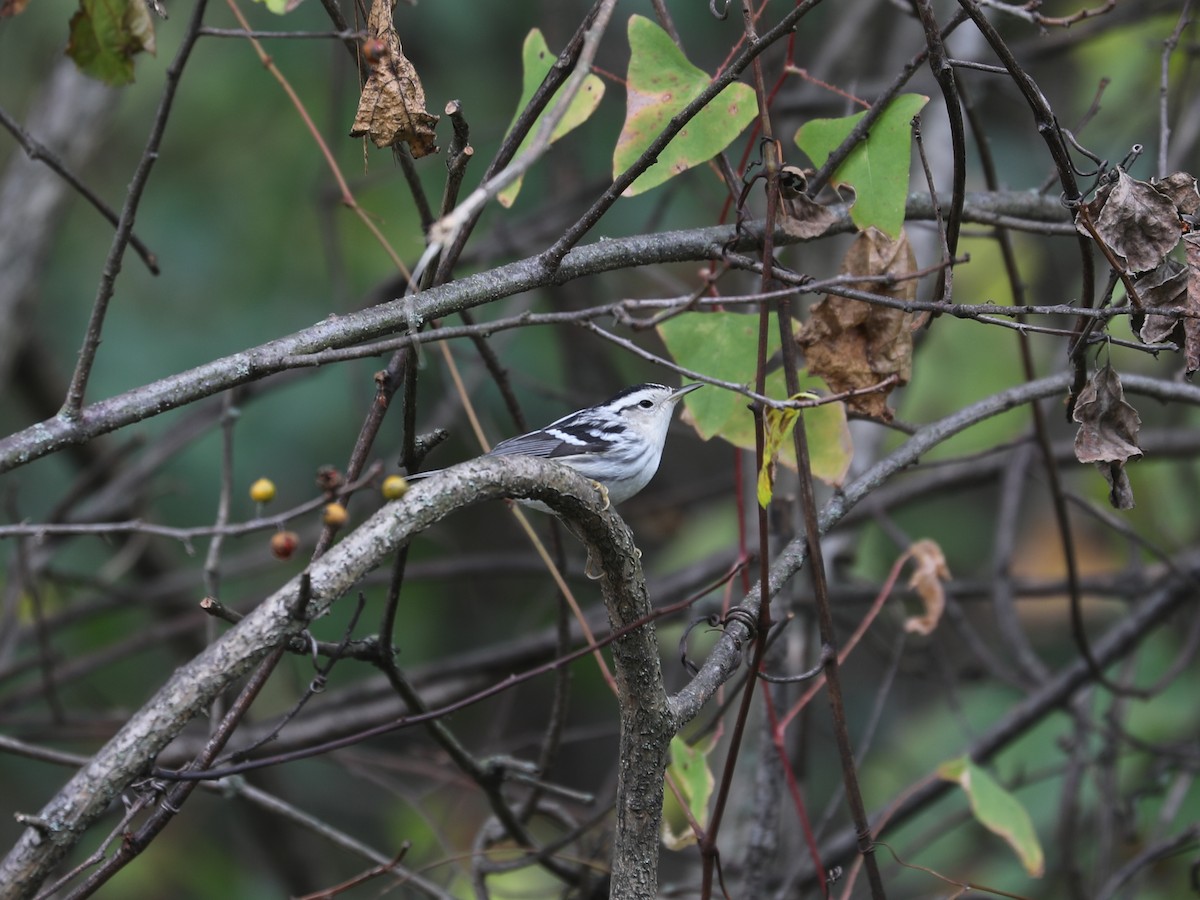 Black-and-white Warbler - ML646115261