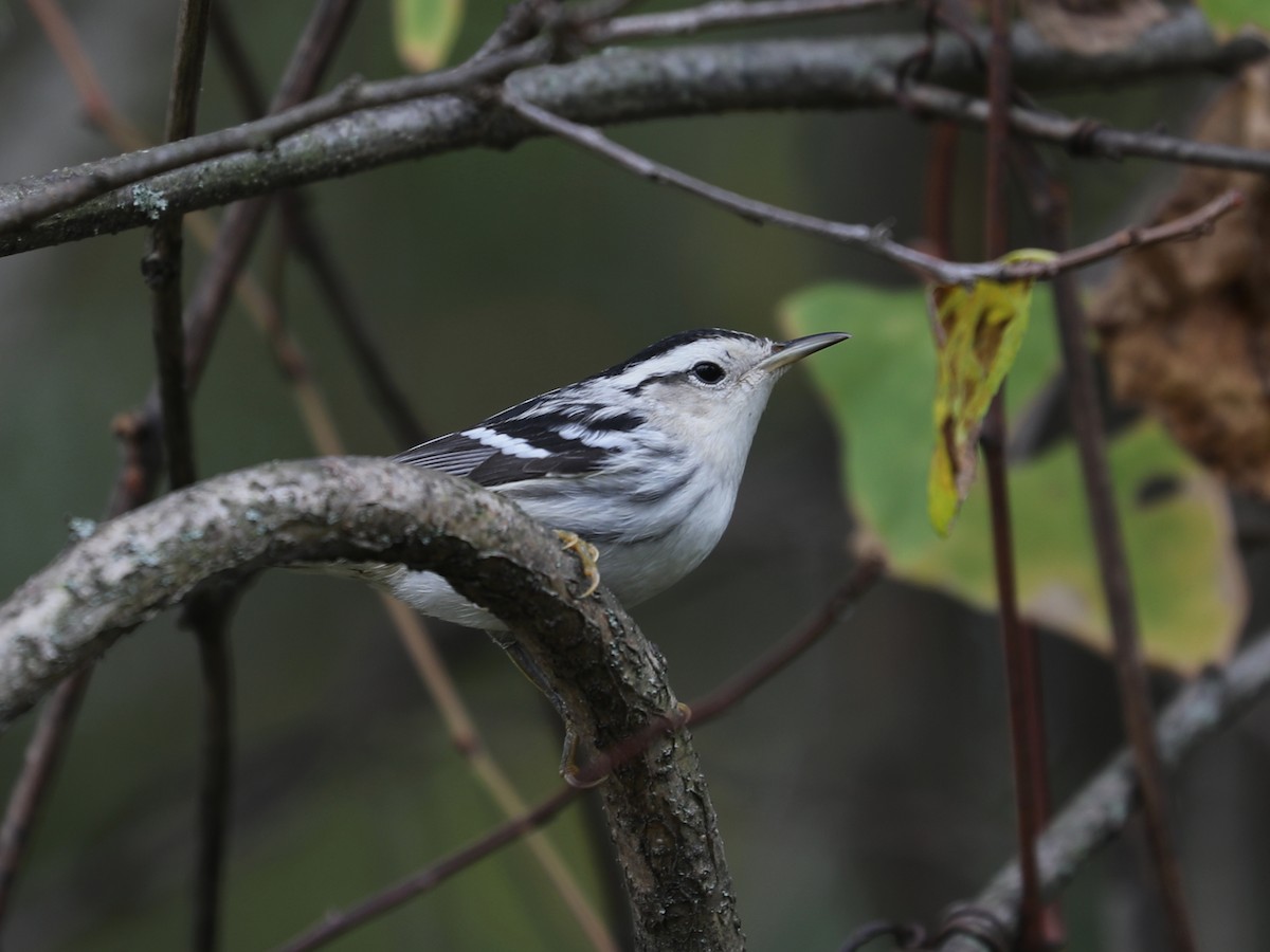 Black-and-white Warbler - ML646115262