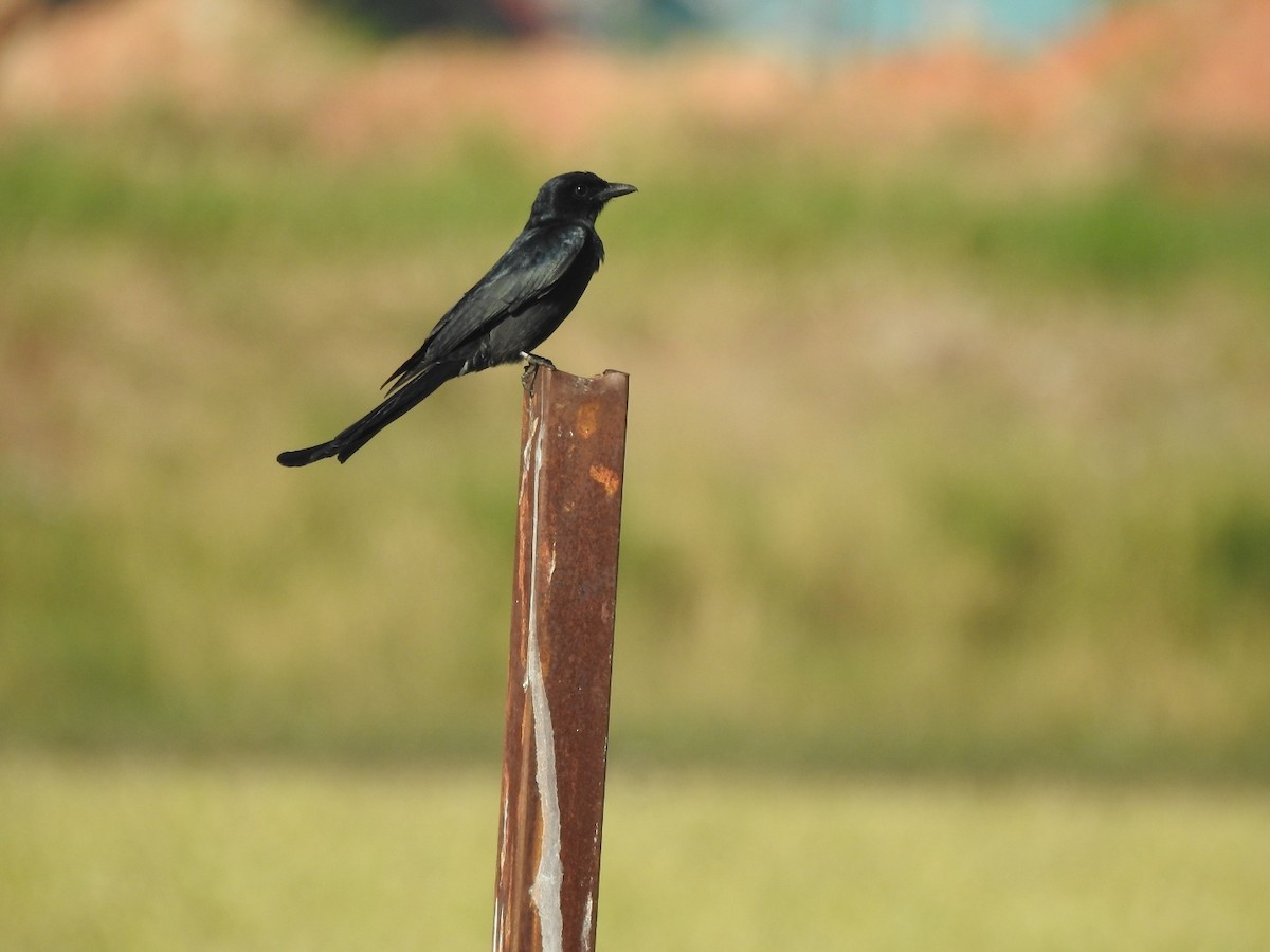 Black Drongo - ML646115265