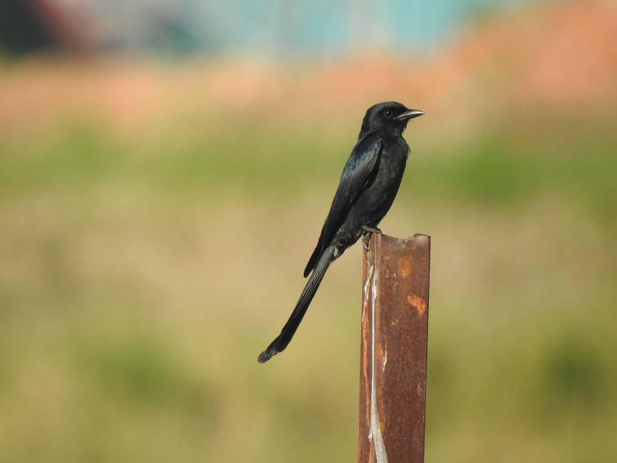 Black Drongo - ML646115266