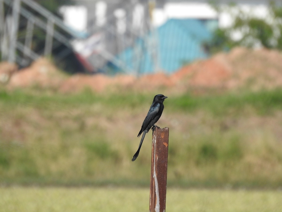 Black Drongo - ML646115267