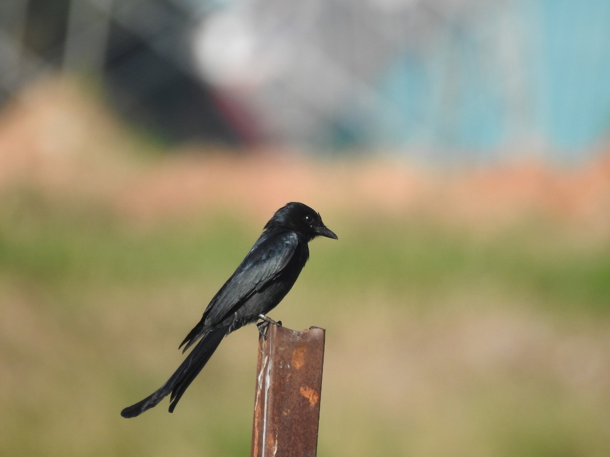 Black Drongo - ML646115268