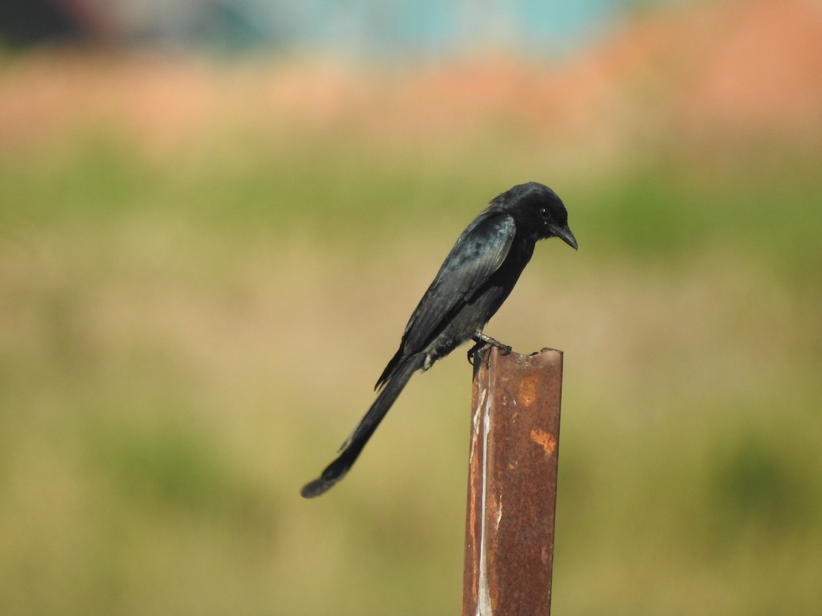 Black Drongo - ML646115269