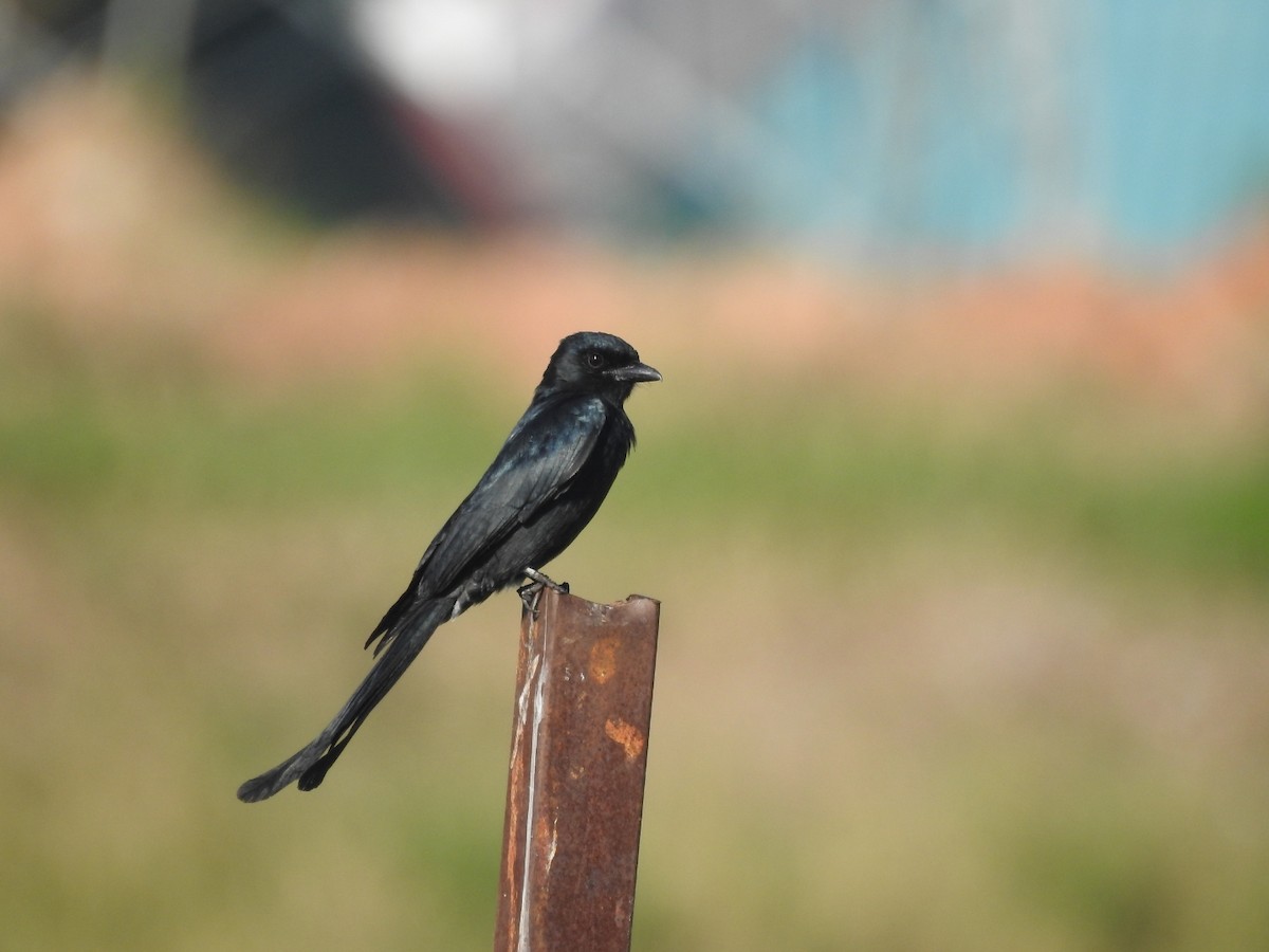 Black Drongo - ML646115270