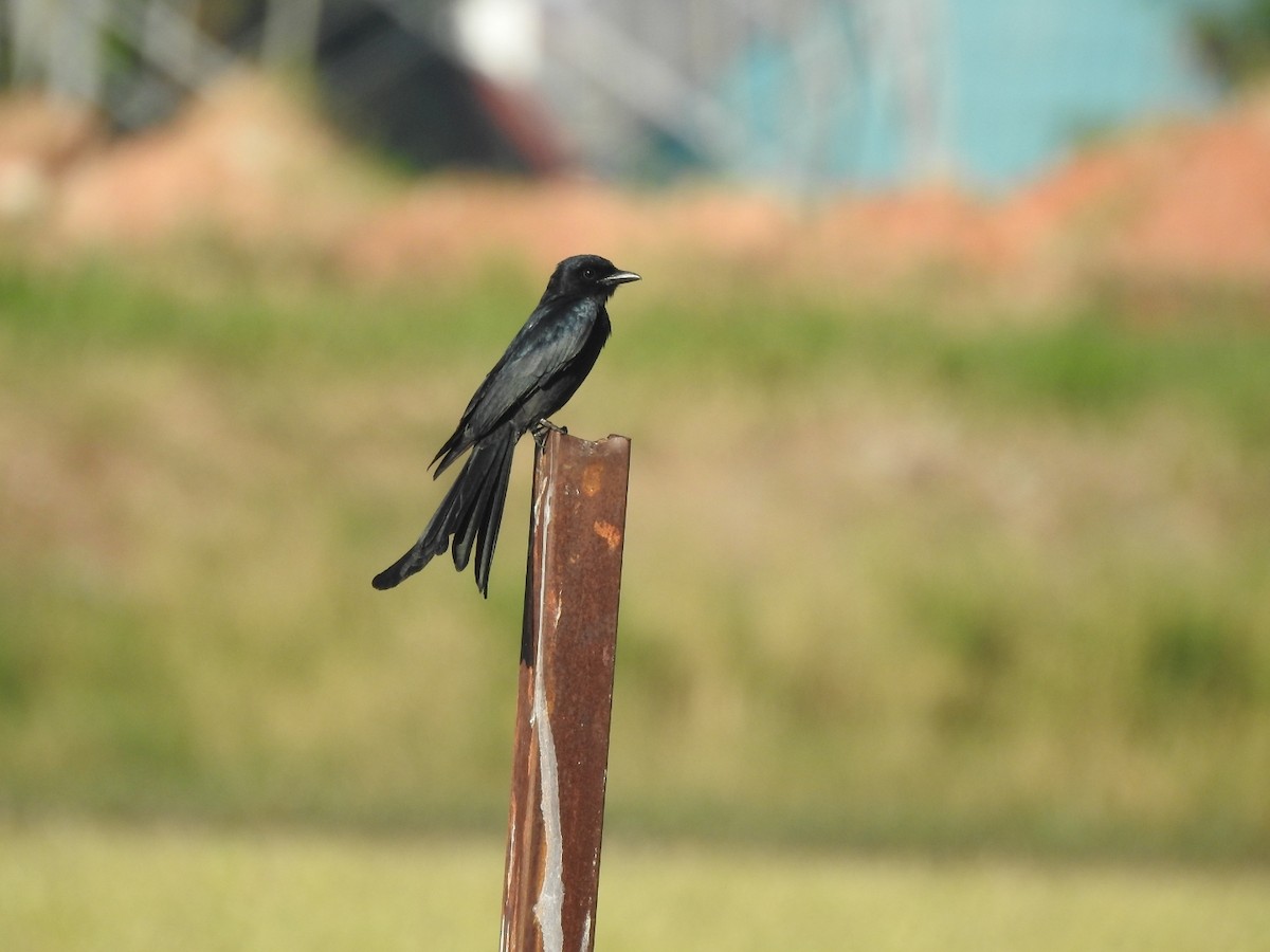 Black Drongo - ML646115273