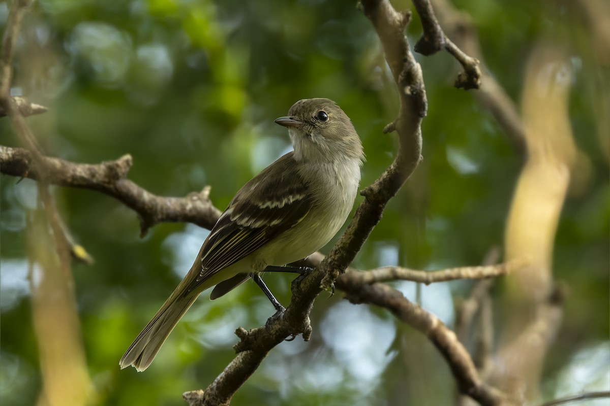 Caribbean Elaenia - ML646115307
