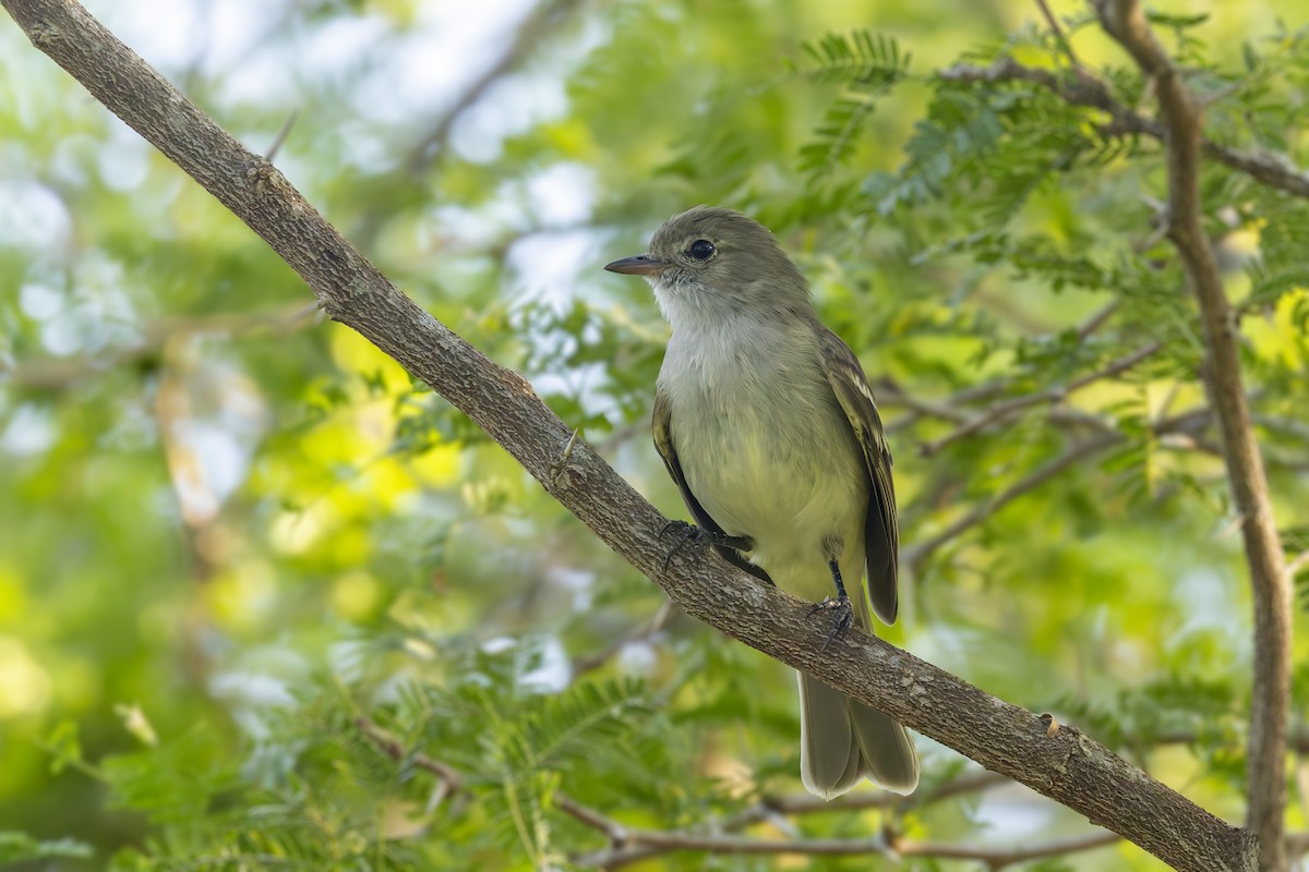 Caribbean Elaenia - ML646115308