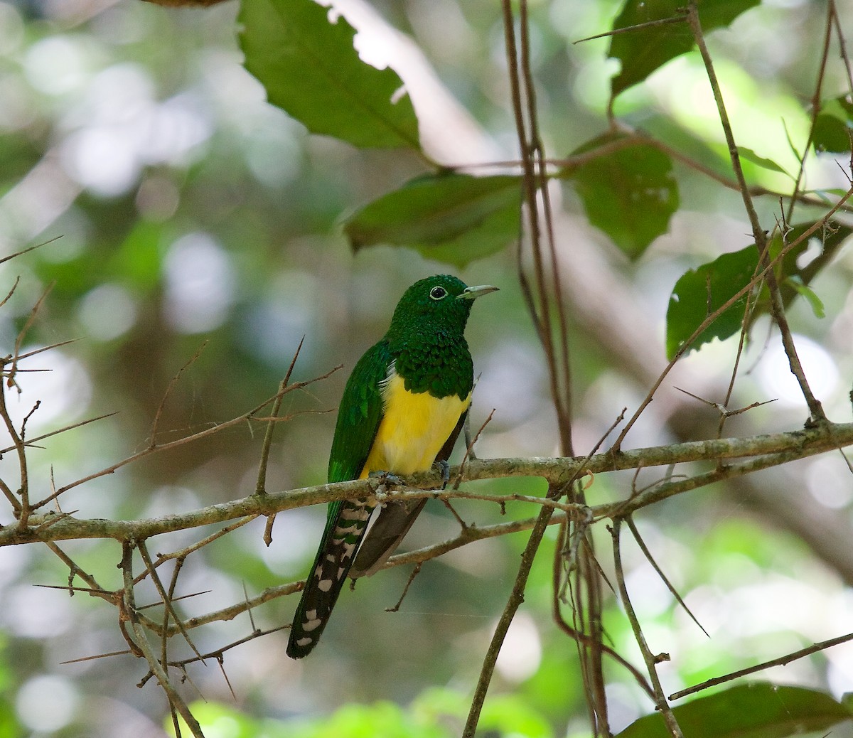 African Emerald Cuckoo - Matt Brady