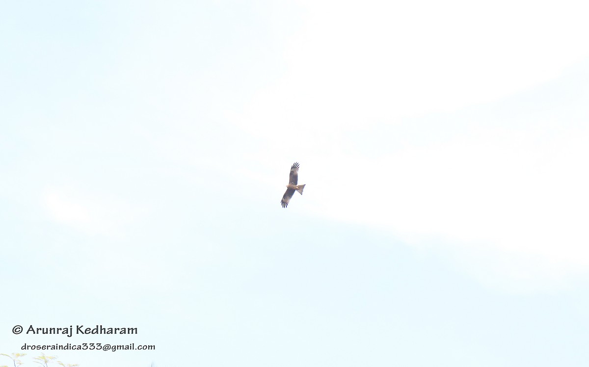 Black Kite - ML646115314