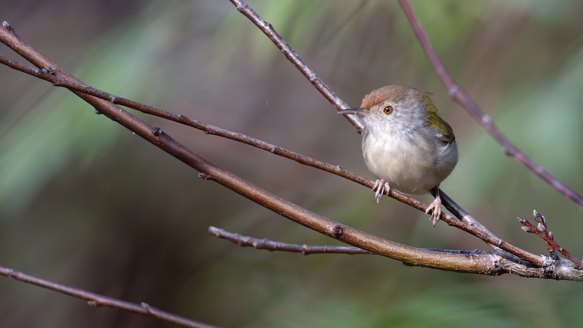 langstjertskredderfugl - ML646115316