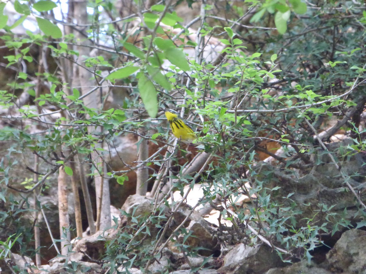 Magnolia Warbler - ML646115317