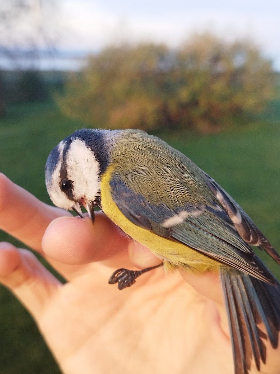 Eurasian Blue Tit - ML646115326