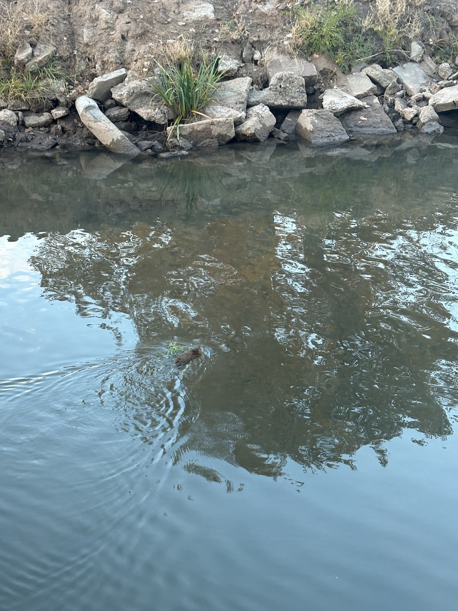 Muskrat - ML646115332