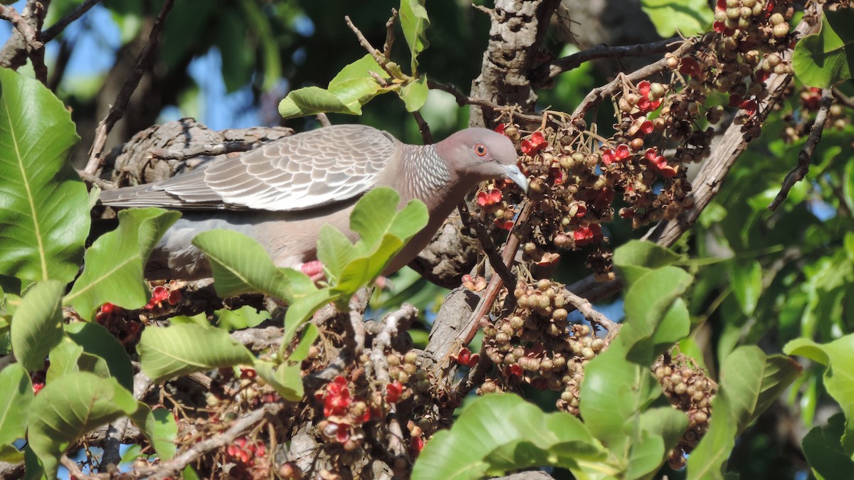 Pikazuro Güvercini - ML646115334