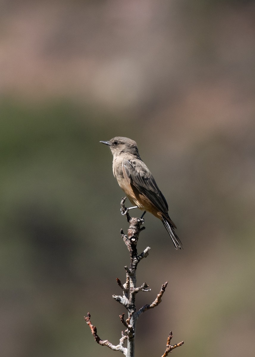 Say's Phoebe - ML646115336