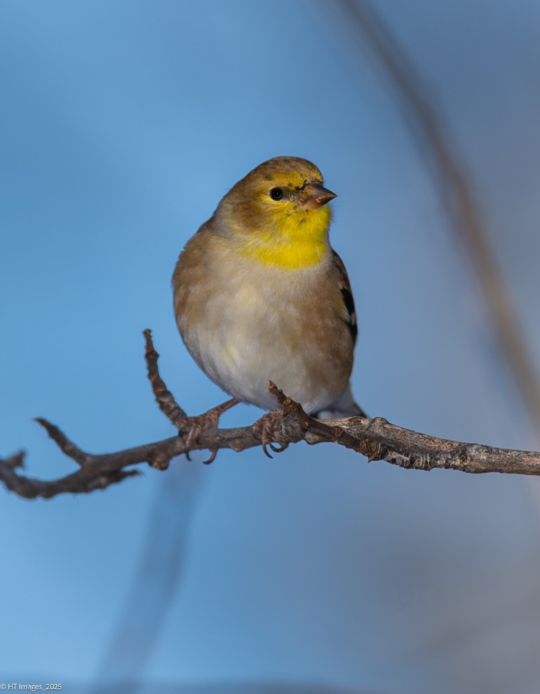 American Goldfinch - ML646115339
