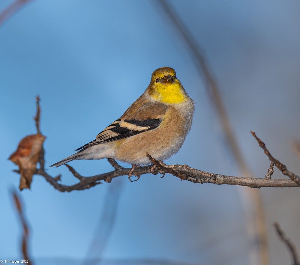 American Goldfinch - ML646115340