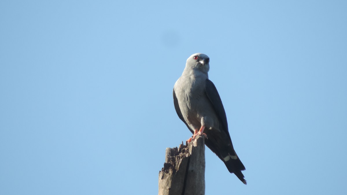 Plumbeous Kite - ML646115343
