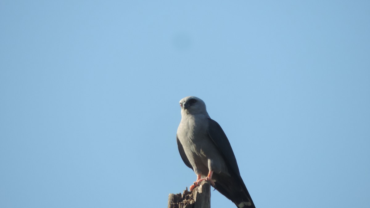 Plumbeous Kite - ML646115344