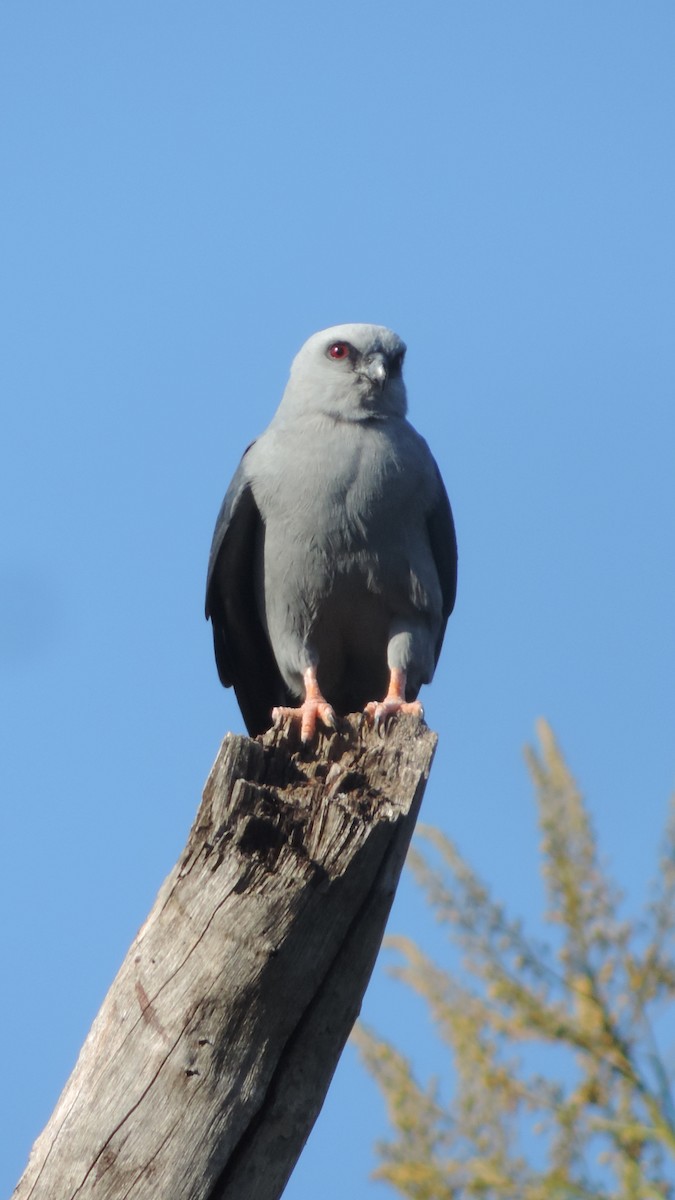 Plumbeous Kite - ML646115345