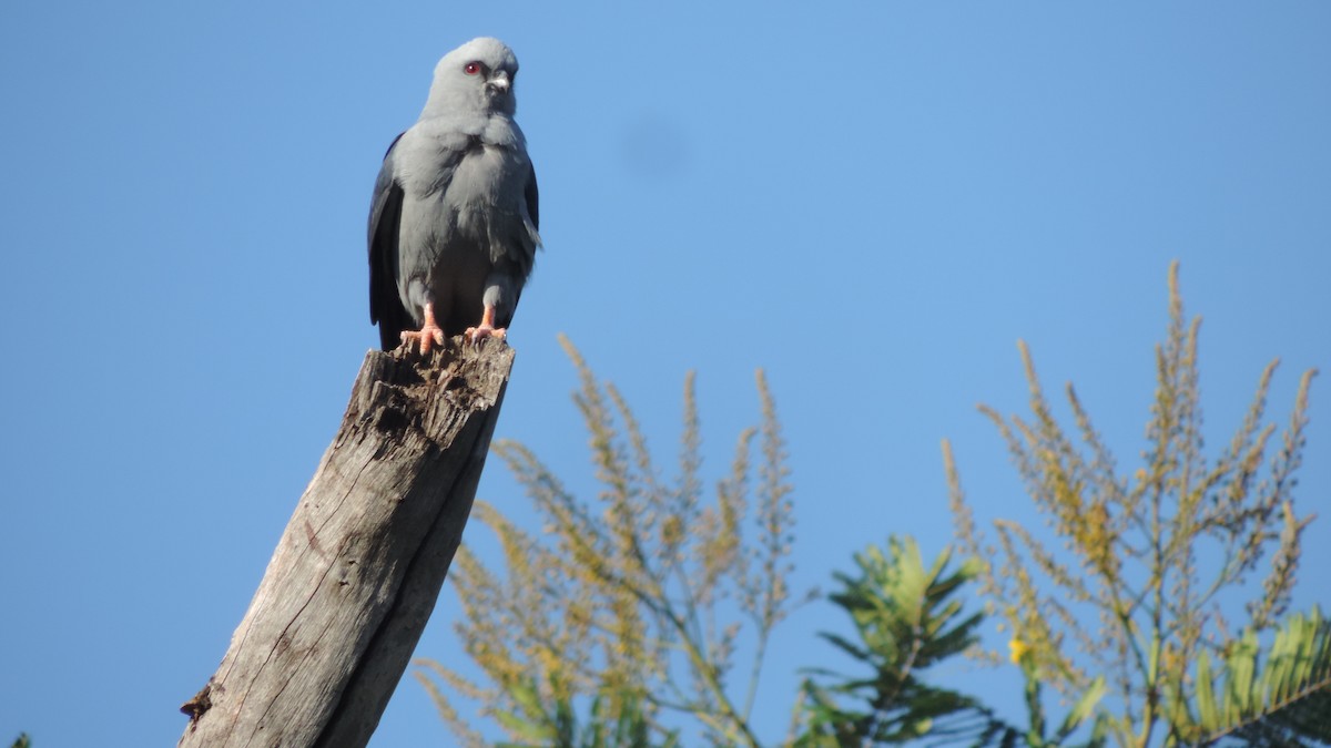 Plumbeous Kite - ML646115346