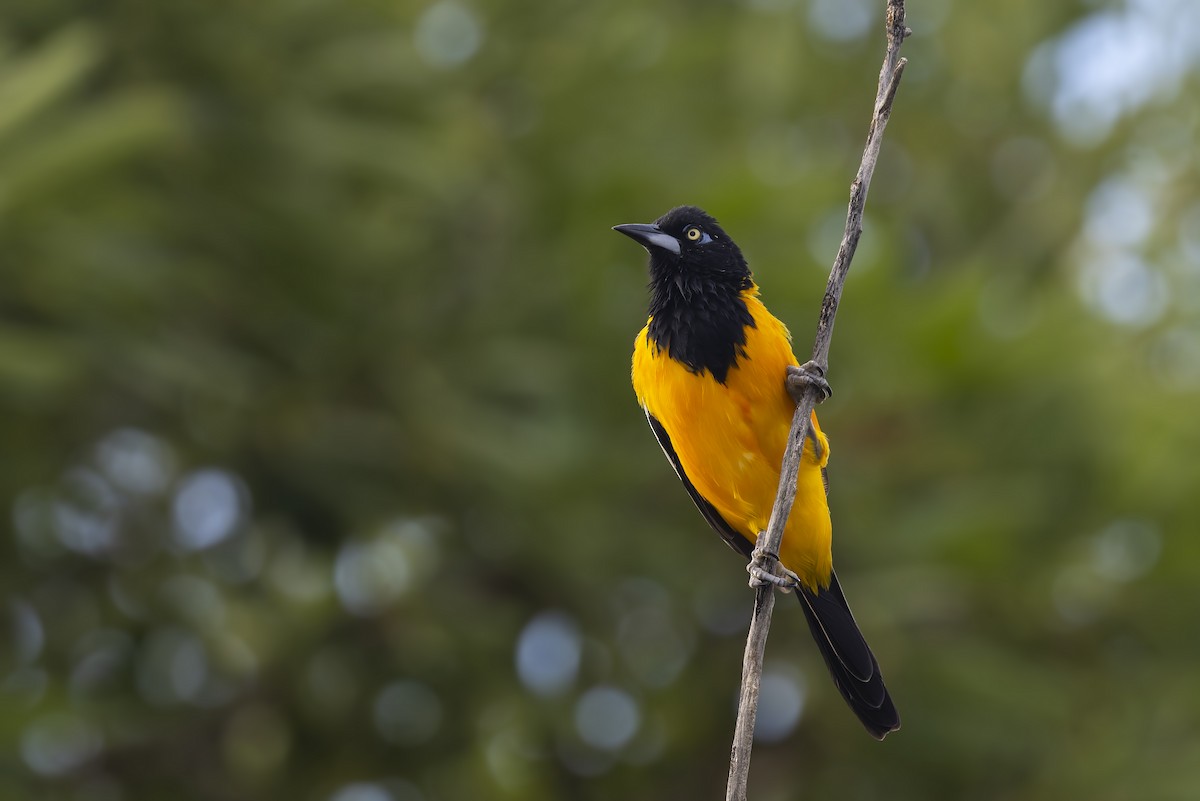 Venezüela Turpiyalı - ML646115347