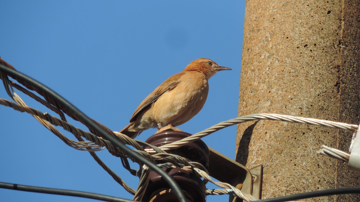 Rufous Hornero - ML646115352