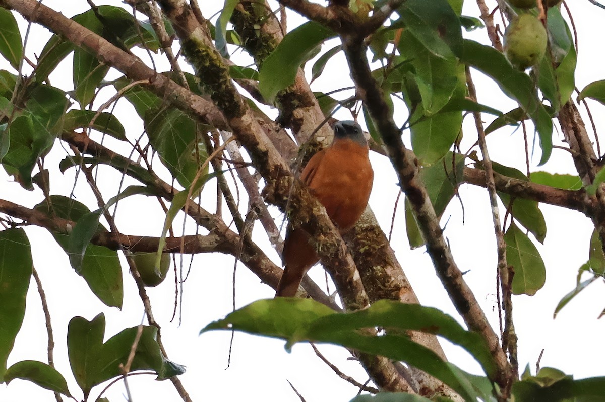 Gray-headed Cicadabird - ML646115353