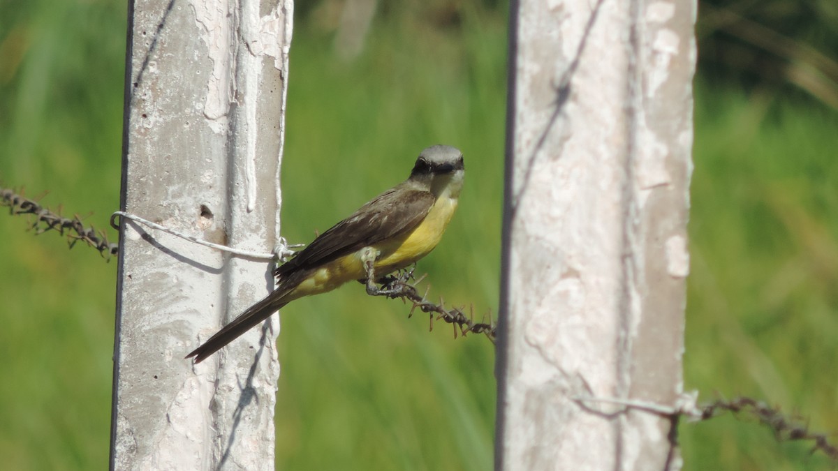 White-throated Kingbird - ML646115357