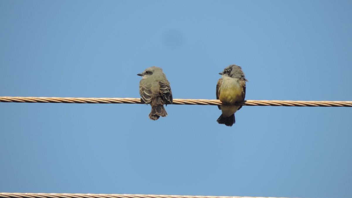 Tropical Kingbird - ML646115358