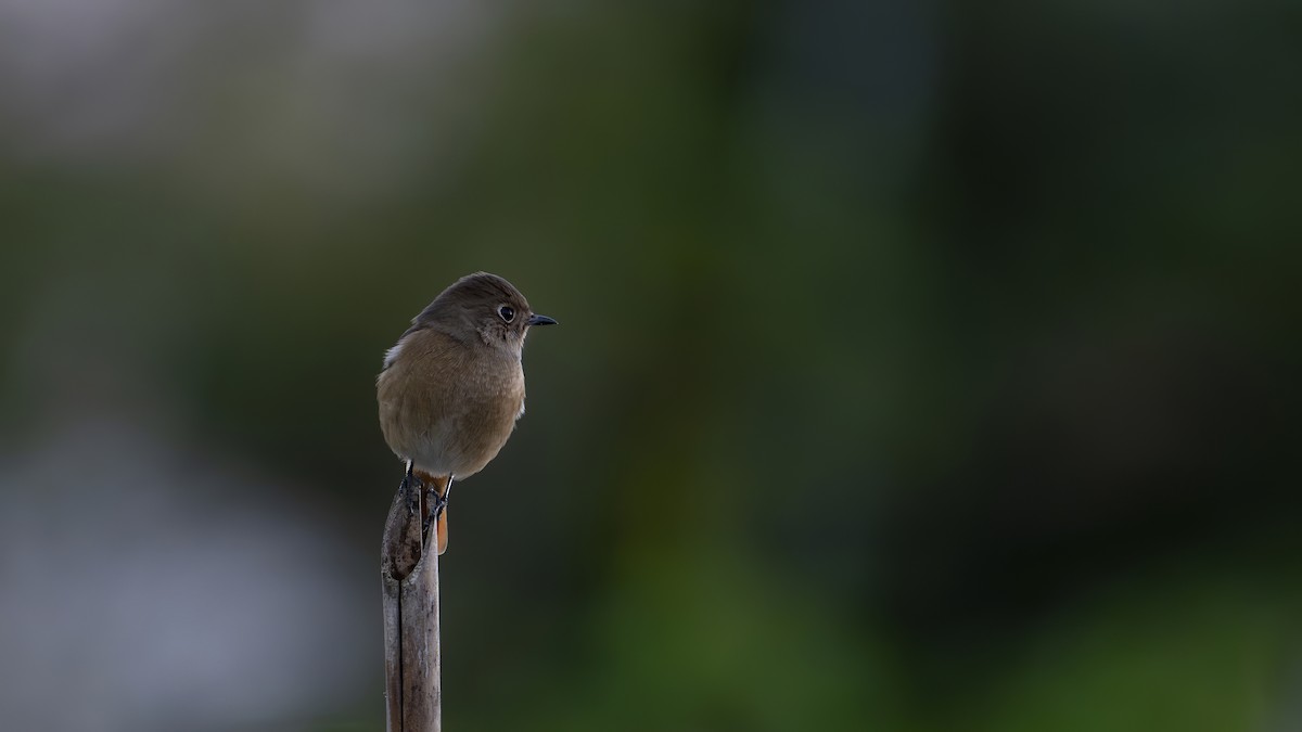 חכלילית סיבירית - ML646115371