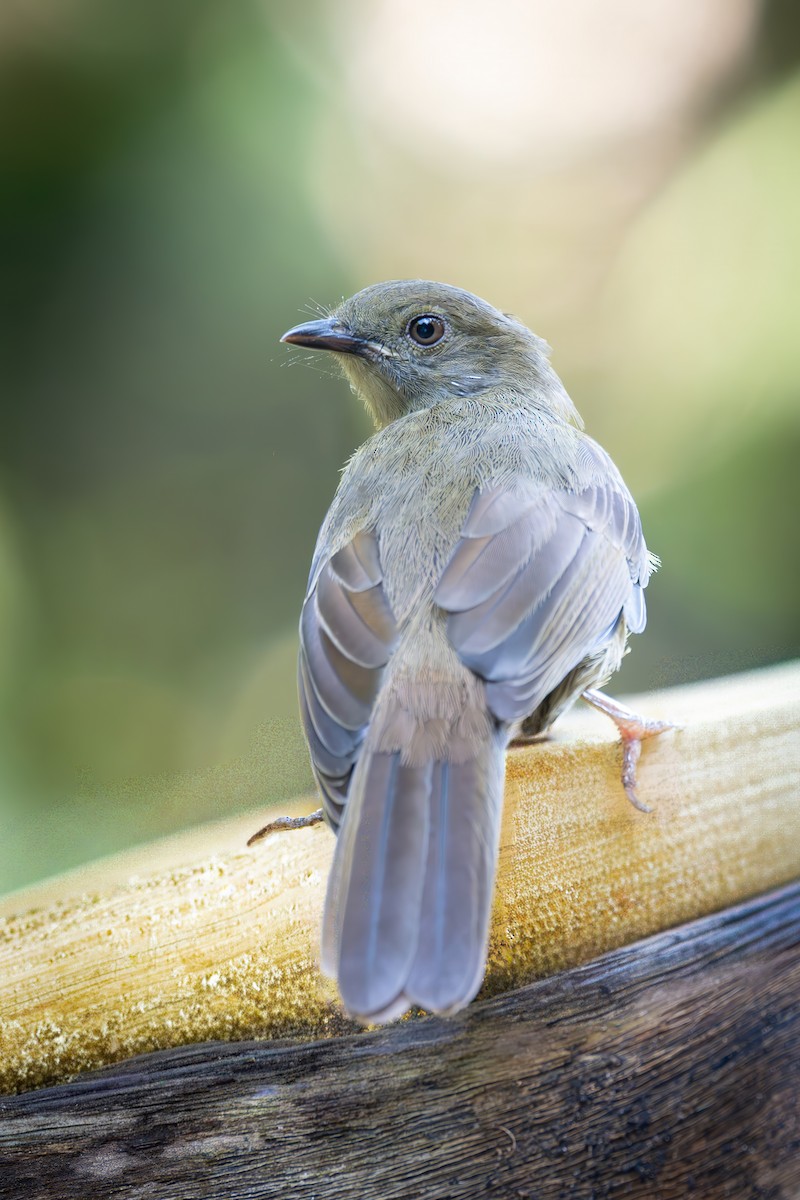 Малый бюльбюль - ML646115374