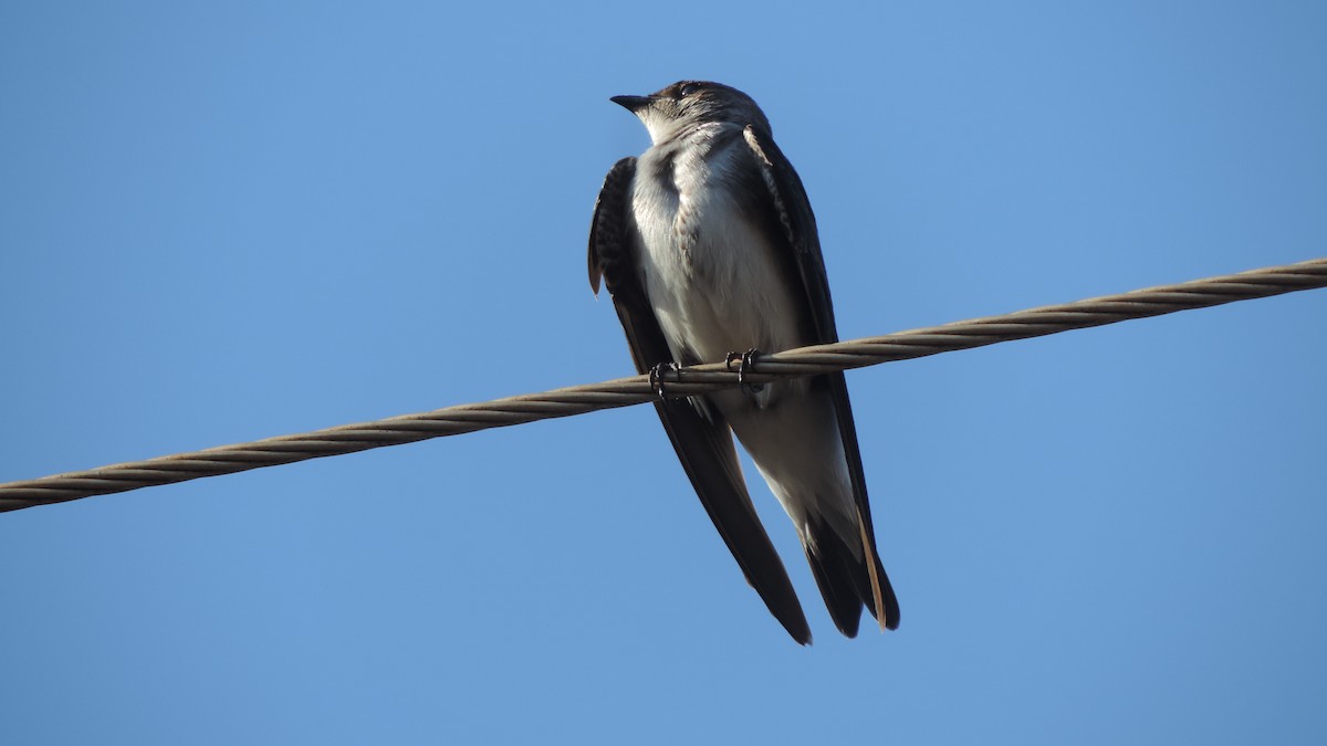 Brown-chested Martin - ML646115375