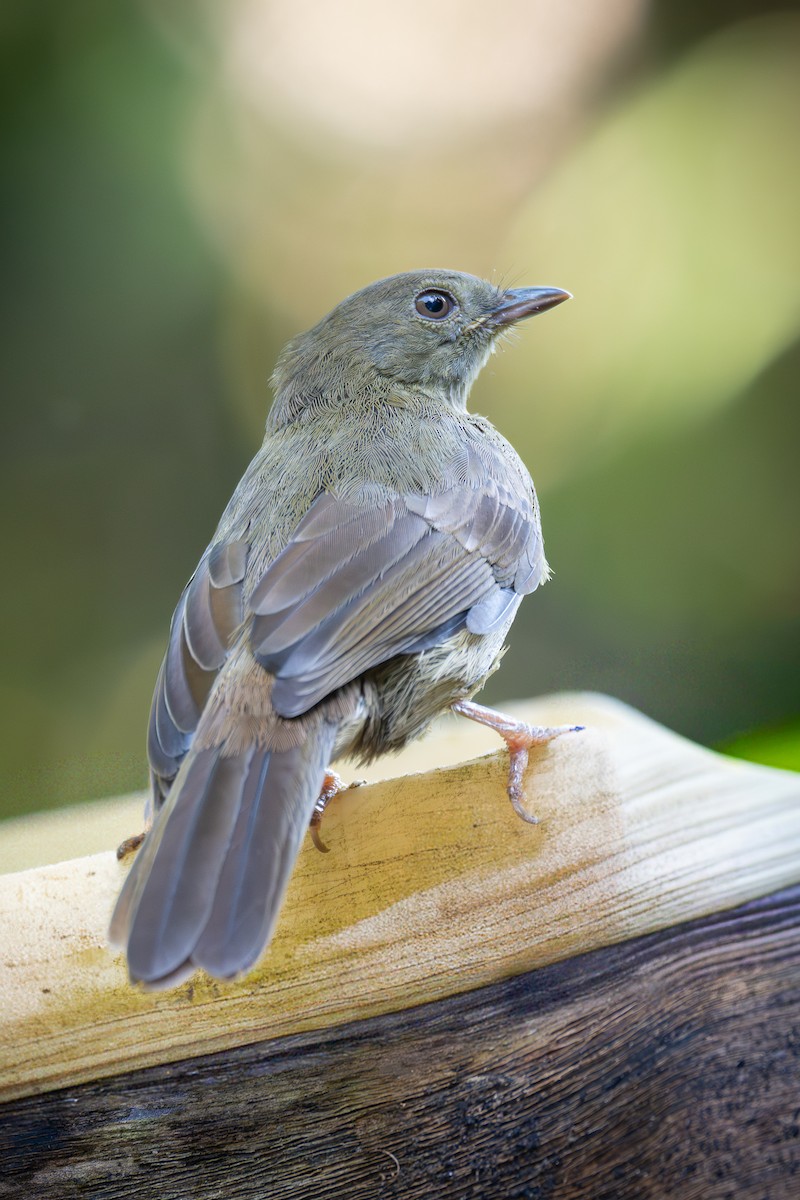 Малый бюльбюль - ML646115380