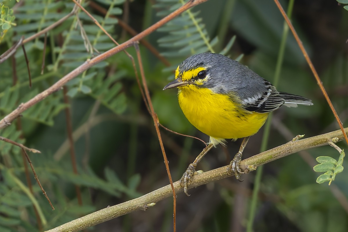 Adelaide's Warbler - ML646115381