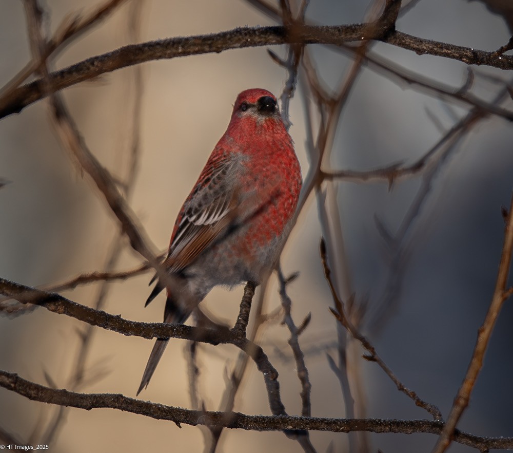 Pine Grosbeak - ML646115386