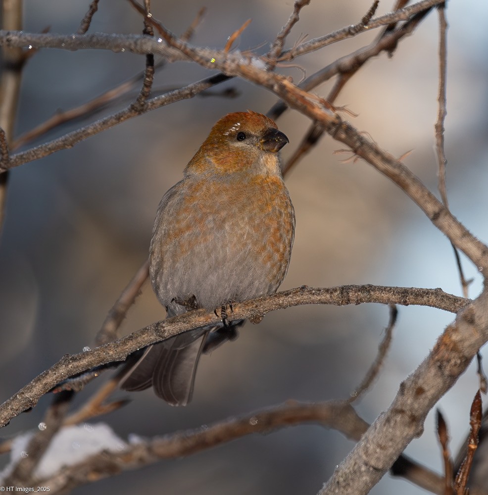 Pine Grosbeak - ML646115387