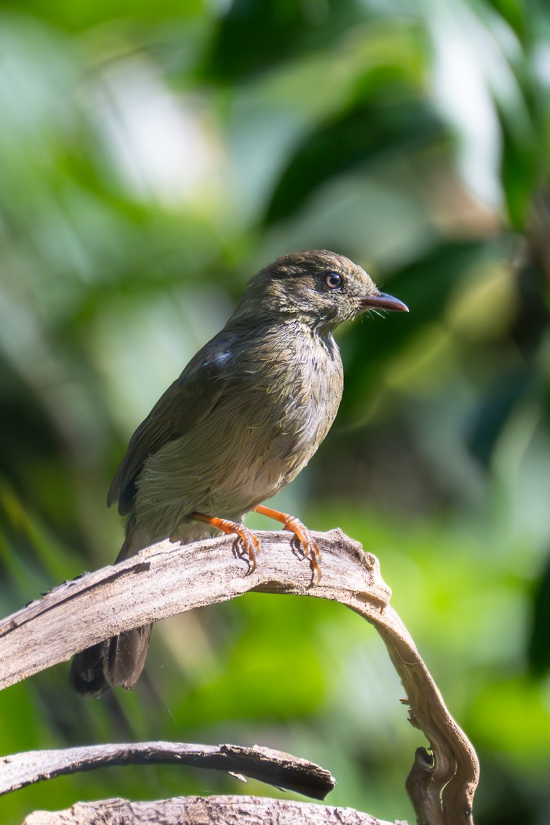 Малый бюльбюль - ML646115388