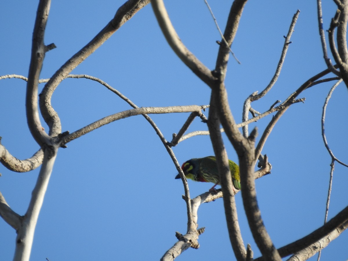 Coppersmith Barbet - ML646115393