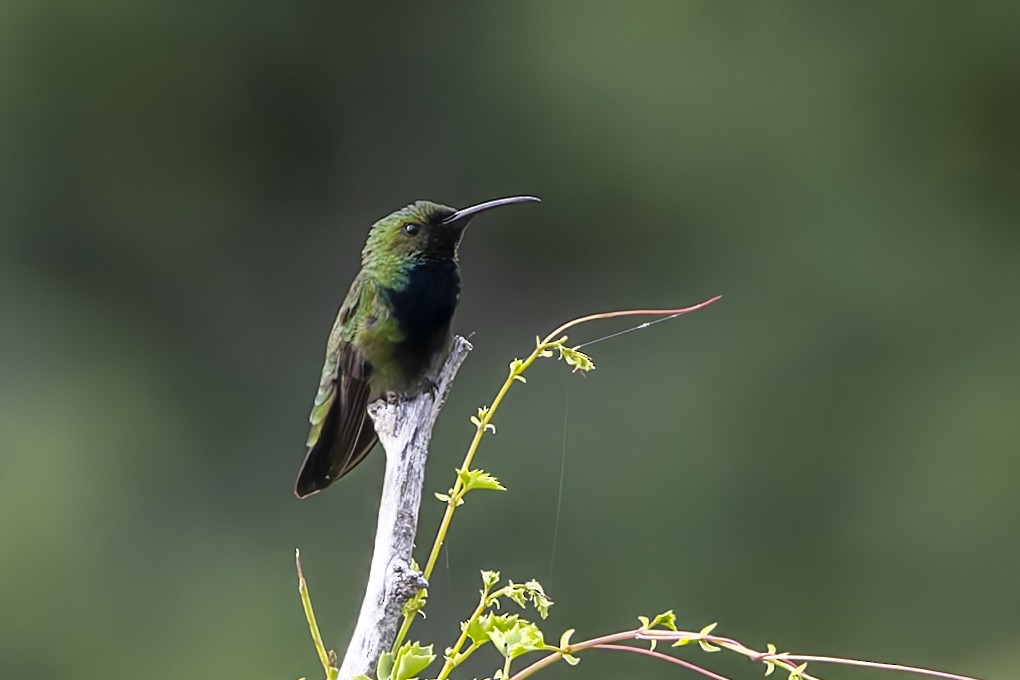 Puerto Rican Mango - ML646115394