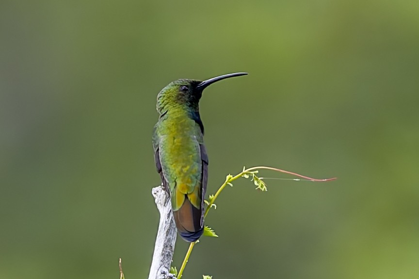 Puerto Rican Mango - ML646115395