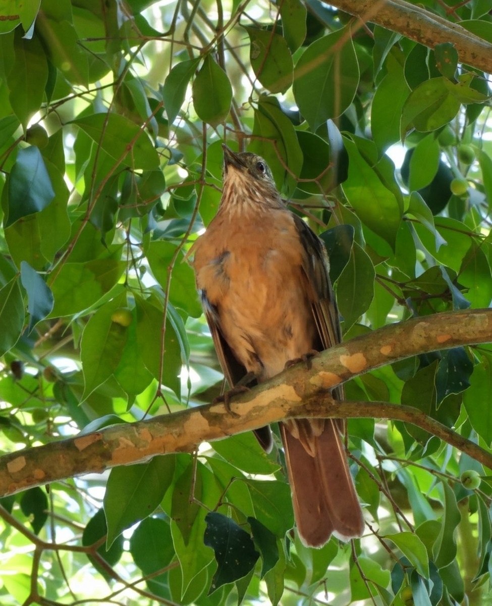 Pale-breasted Thrush - ML646115401