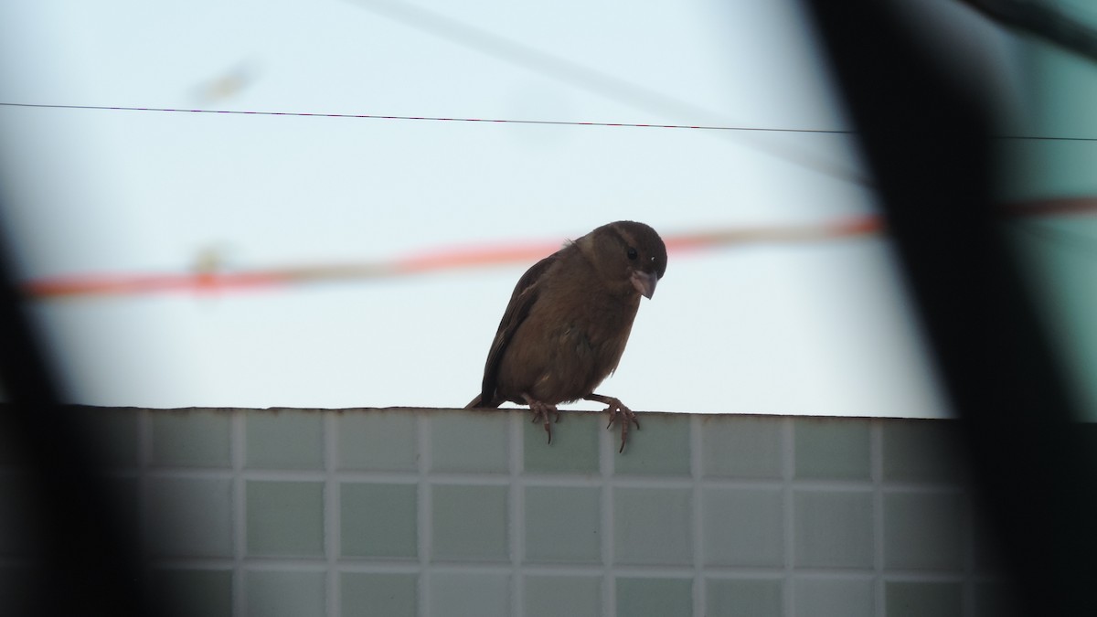 House Sparrow - ML646115406