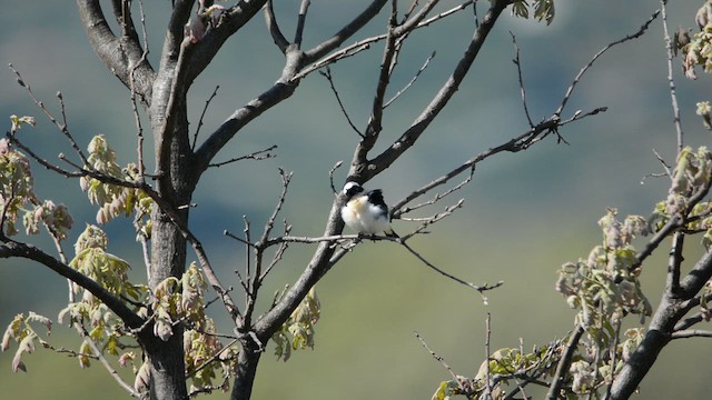 Испанская каменка - ML646115408