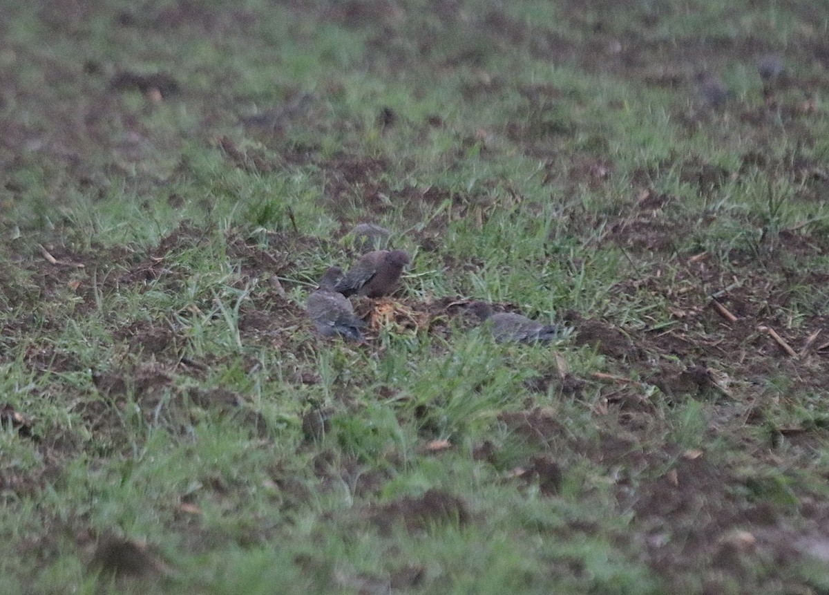 Pikazuro Güvercini - ML646115411