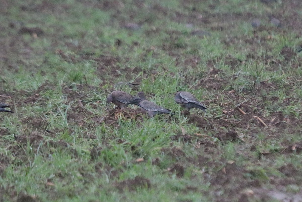 Pikazuro Güvercini - ML646115412