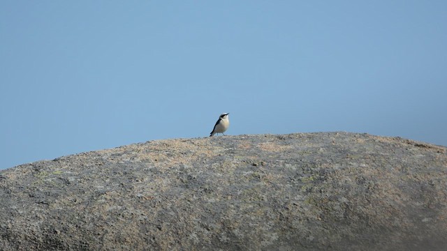 Испанская каменка - ML646115413