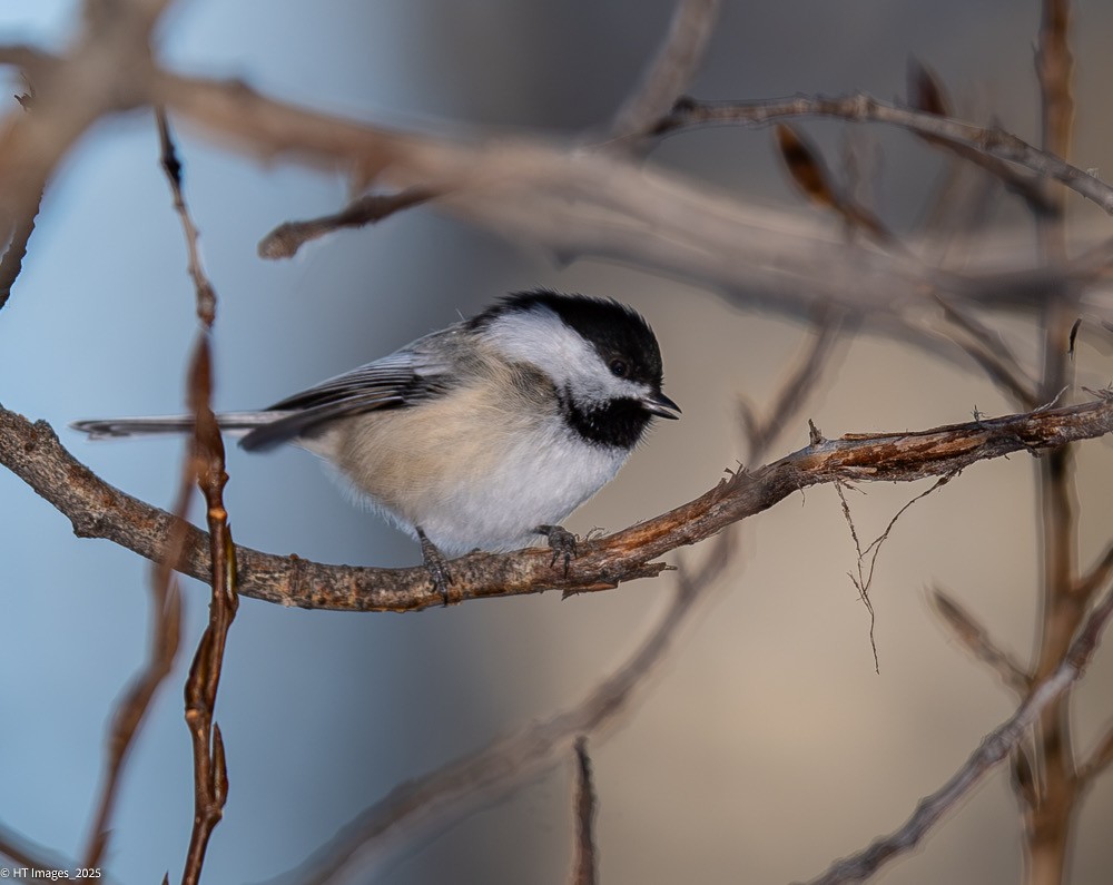 Black-capped Chickadee - ML646115421